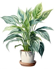 Watercolor potted houseplant isolated on white background.