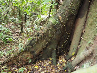 Trees in the Rainforest