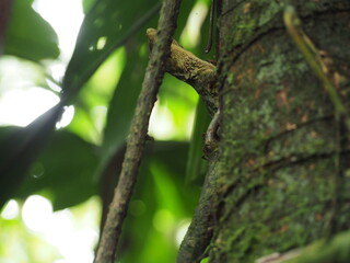 Trees in the Rainforest
