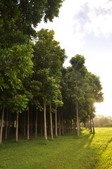 Kauai Forest