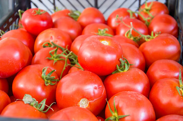 Tomatoes waiting in storage
