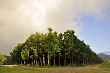 Obraz premium Kauai Island Forest