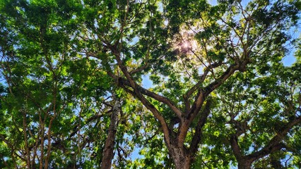tree in the forest