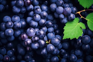 Fototapeta premium Flat lay background of vines, lots of organic blue dark grapes.