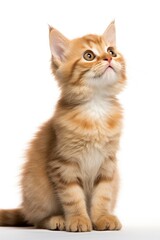 Fototapeta premium Playful funny kitten looking up isolated on a white background.