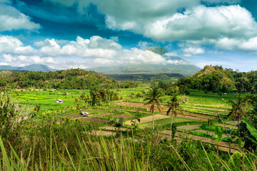 Scenery nature landscape tropical island with rice field and palm in Asia on nature background