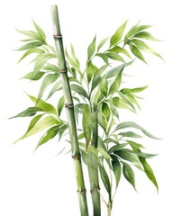 Watercolor bamboo clipart isolated on white background.