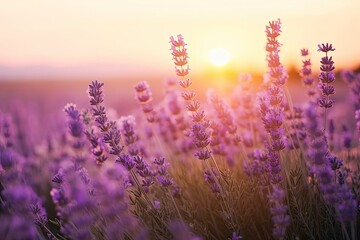 Close up lavender flowers in beautiful field at sunset.