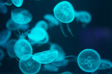 クラゲ