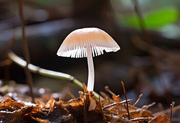Hemimycena species mairei.