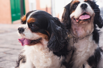 Portrait of cute couple of  cavalier king Charles spaniel dogs sitting outdoors in the street. Enjoy a good company and best friends concept