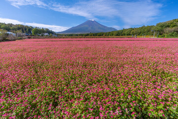 富士山と赤い蕎麦の花