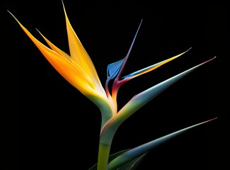 Obraz premium Bird of paradise flower isolated on black background.