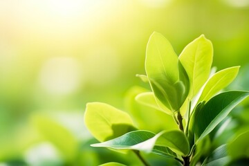 Obraz premium Nature of green leaf in a garden in summer under sunlight. Spring background.