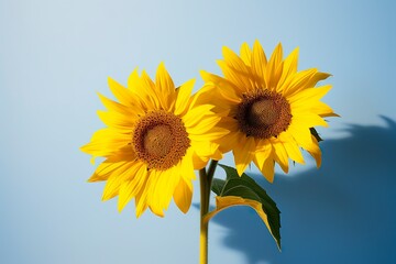 Two sunflowers in the sunny ambience. Light blue background with shadow.