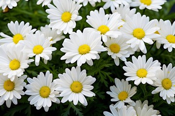 White daisy flowers.