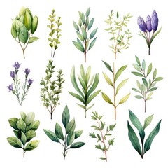 Fototapeta na wymiar Collection of watercolor herbs clipart on white background.