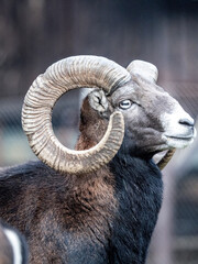 The mouflon (Ovis gmelini) is a wild sheep native to Cyprus, the Caspian region from eastern Turkey, Armenia, Azerbaijan, and Iran. It is thought to be the ancestor of all modern domestic sheep breeds - obrazy, fototapety, plakaty