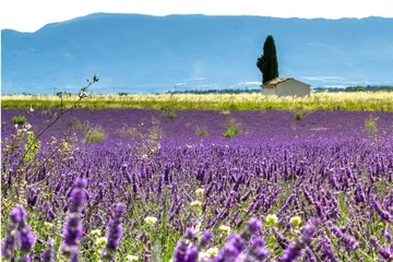 Zelfklevend Fotobehang Champ de lavande en Provence  © Unclesam