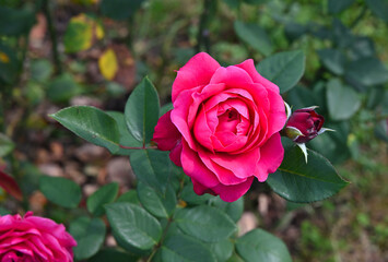 rose im rosengarten in baden-baden, deutschland