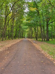 Fototapeta premium Autumn path in a forest park among green trees