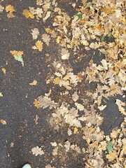  Fallen yellow leaves on wet asphalt