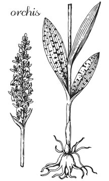 orchis, orchis fuchsil, dactylorhiza, dactylorhiza fuchsil, orchis flower, orchis leaf, orchis monochrome,  black and white orchis drawing