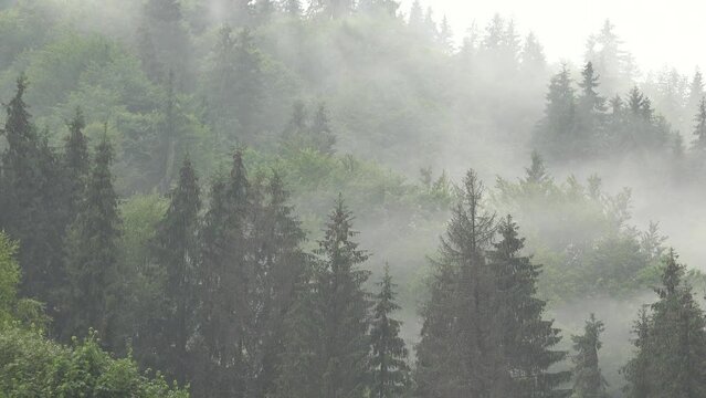 Fog, Rain Clouds in Mountains, Misty Cloudy Raining Day, Inundation, Flooding in Forest, Haze, Foggy Rainfall, Rainy in Alpine