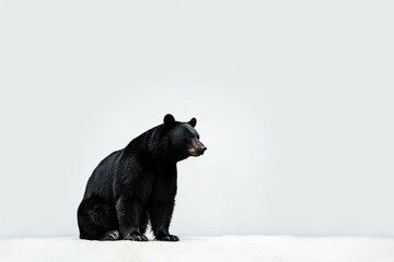 A solitary black bear captured on a white backdrop. Generative AI