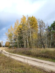 road in autumn forest