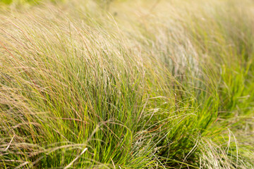 Love weeping grass, a type of pasture for livestock