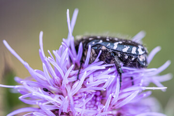 Ein Käfer auf einer Blume.