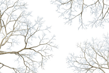 Branches of a tree in winter isolated on white	
