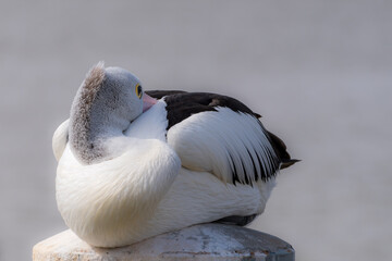 The Australian pelican (Pelecanus conspicillatus) is a large water bird widespread on inland and...