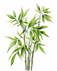 Obraz premium Watercolor bamboo clipart isolated on white background.