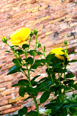 Rosas amarillas y pared de ladrillo medieval