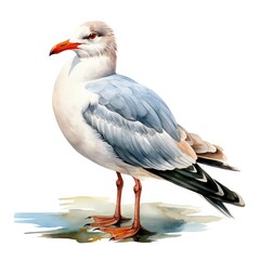 Obraz premium Watercolor seagull isolated on white background.