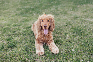 Happy Golden Cocker Spaniel Dog Playful Outside