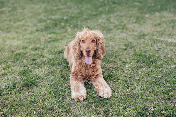 Happy Golden Cocker Spaniel Dog Playful Outside