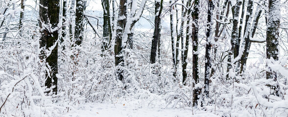 Winter landscape with snowy trees in the forest
