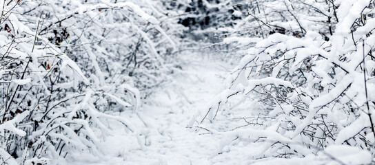 Snow-covered bushes and trees in a winter forest