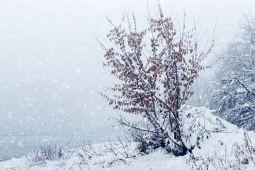 Trees covered with snow near the river during a snowfall in the fog