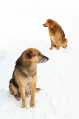 Two dogs sit in the yard in the snow in winter and look attentively in different directions