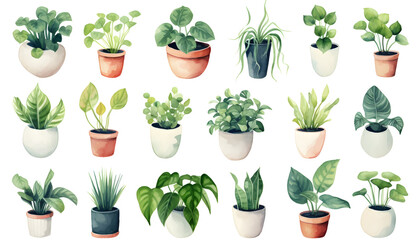 Set of  watercolor collection of flowers and plants on white background. 