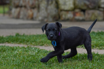 black labrador retriever puppy