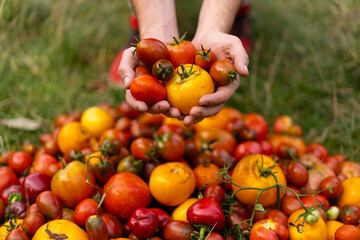 Fresh organic tomato mix. Delicious autumn tomato mix. Farmers hands with freshly harvested multi-colored tomatoes