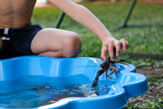 Boy playing with yabbies in backyard shell pool in summer