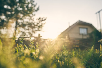 A large wooden lonely house through the green grass on the background of a summer evening...