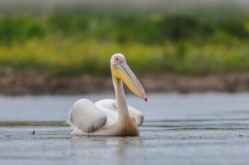 Wild life birds photography a graceful white bird floating on the water with its vibrant yellow beak shining in the sunlight in Danube Delta Romania