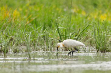 Wild life birds photography a majestic white bird standing gracefully in a serene body of water in Danube Delta Romania